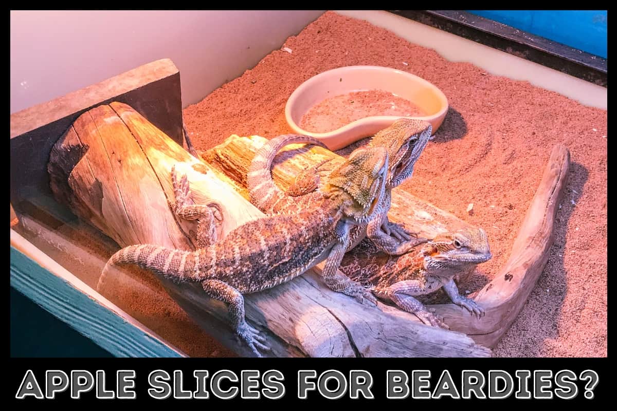 three bearded dragons on a cage with sand