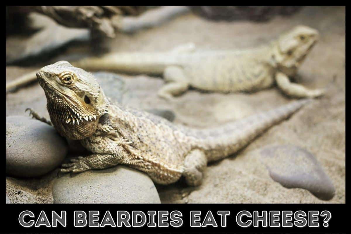 can bearded dragon eat cheese