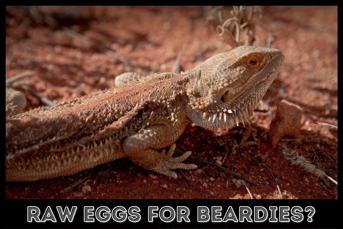 raw egg for bearded dragons safe