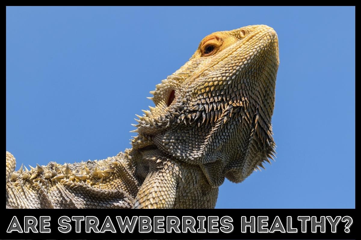 strawberries for bearded dragons healthy