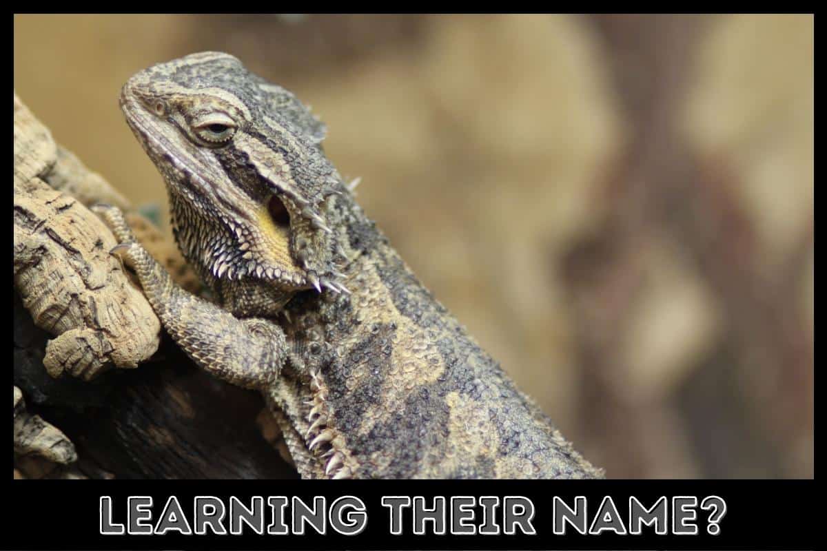 bearded dragon learning their name