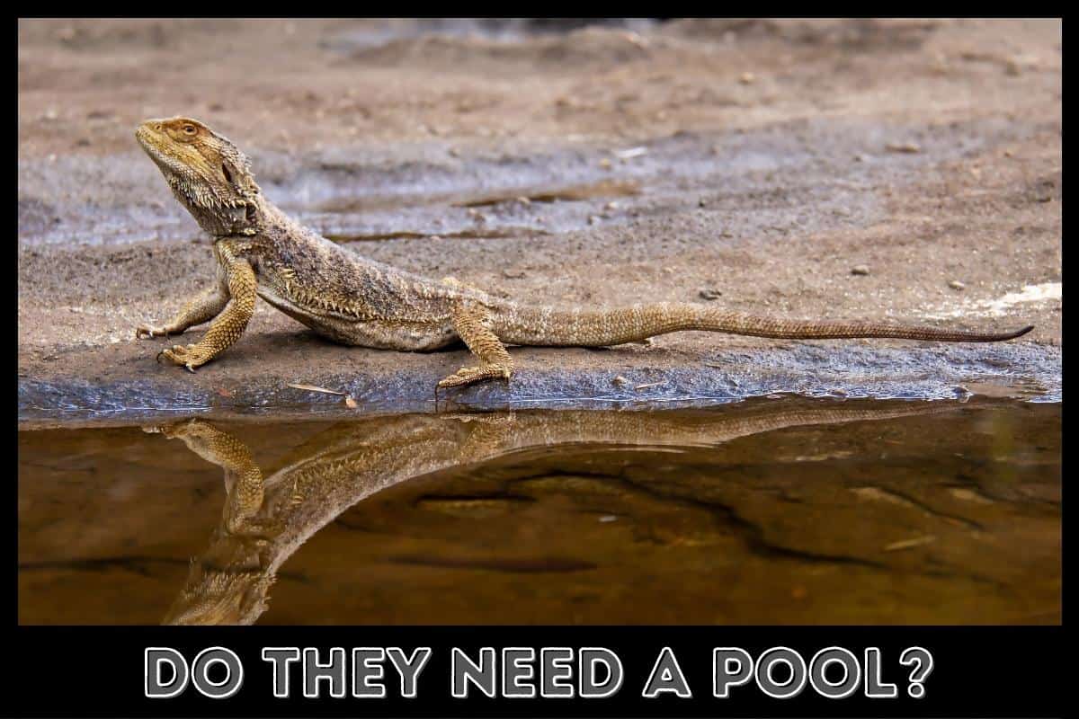 do bearded dragons need a pool