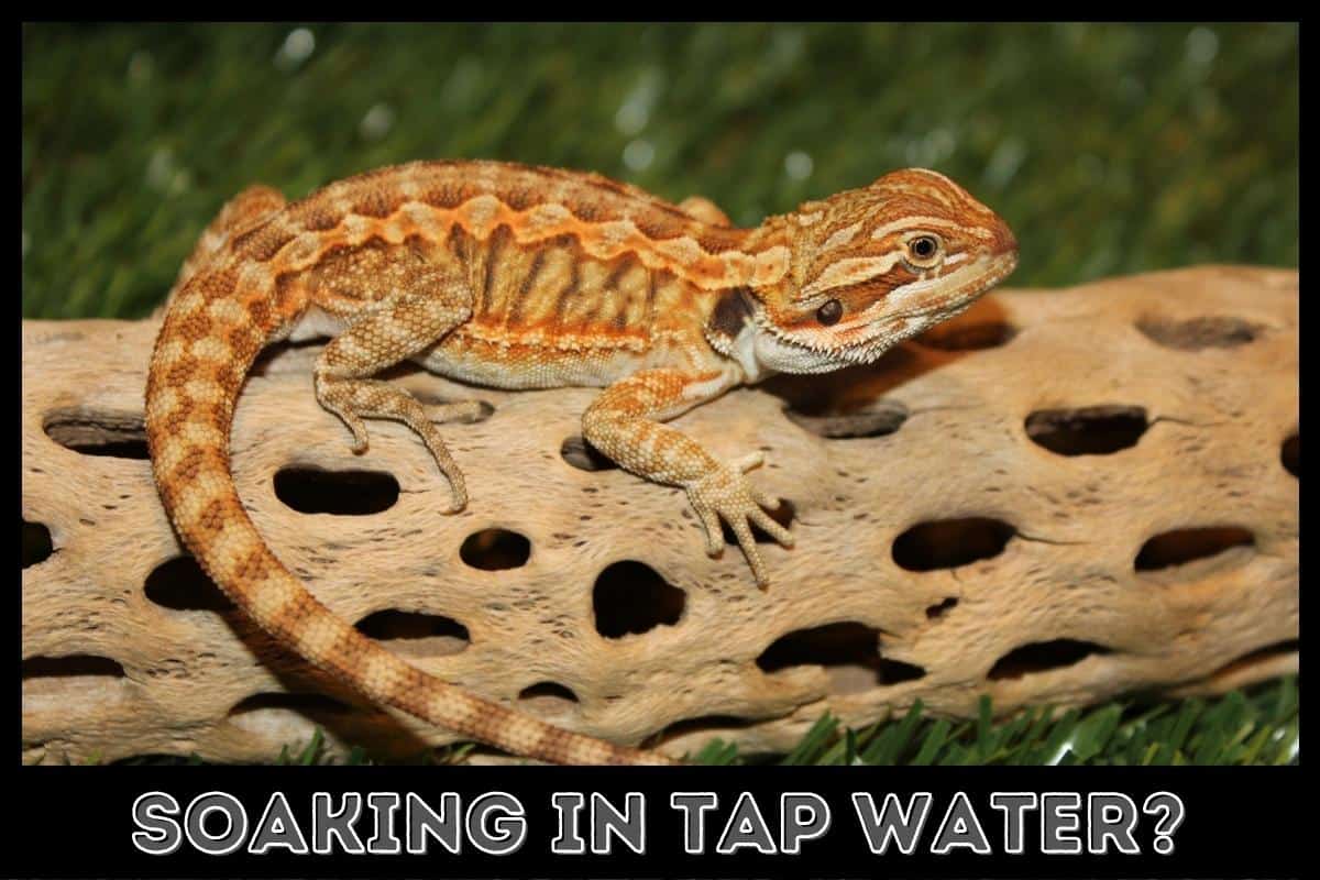 soaking in tap water