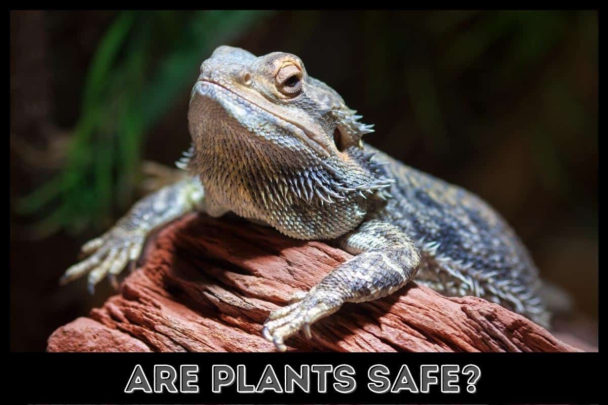 are plants safe