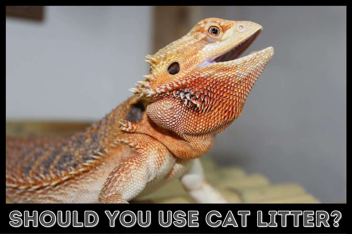 should you use cat litter