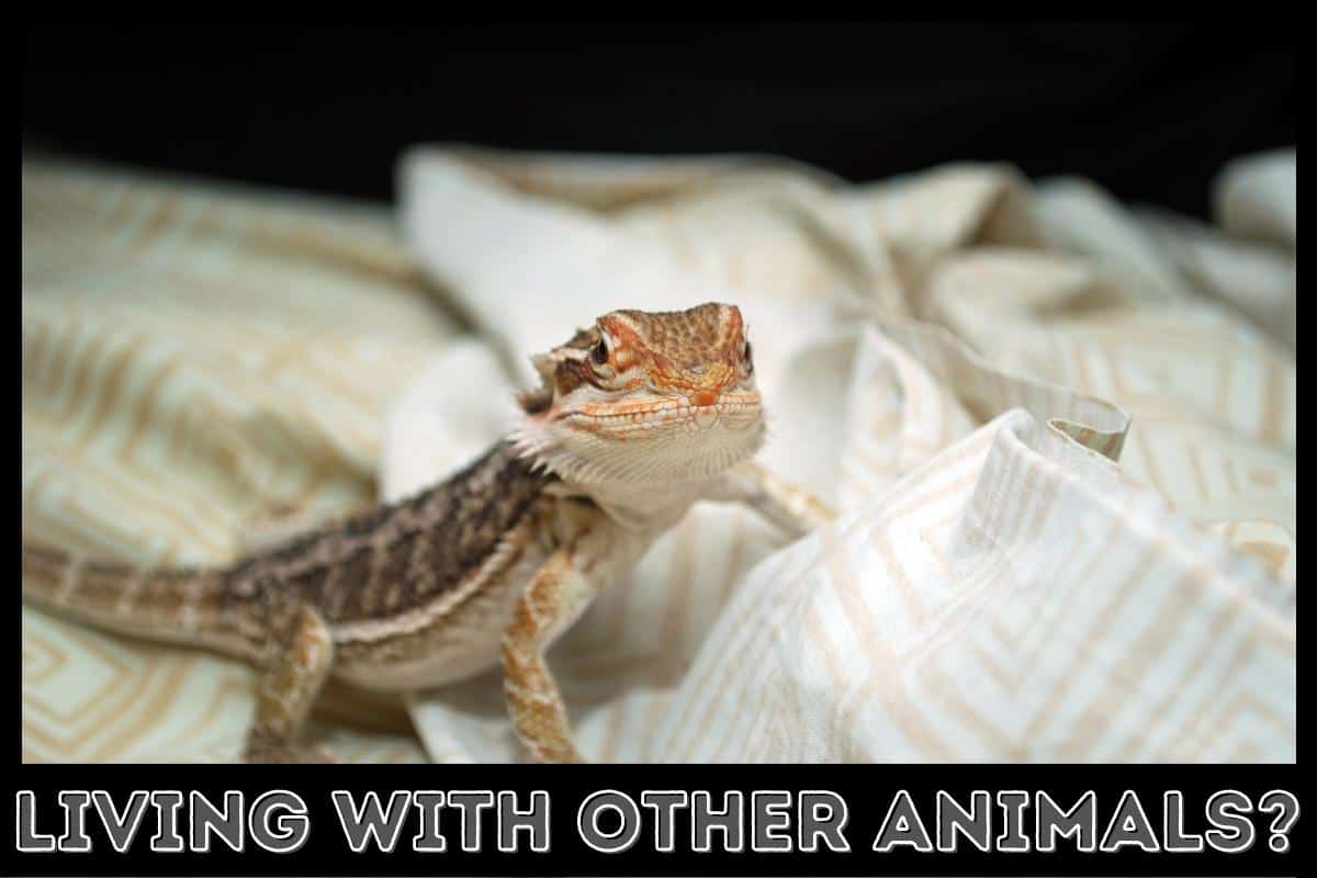 living with other animals