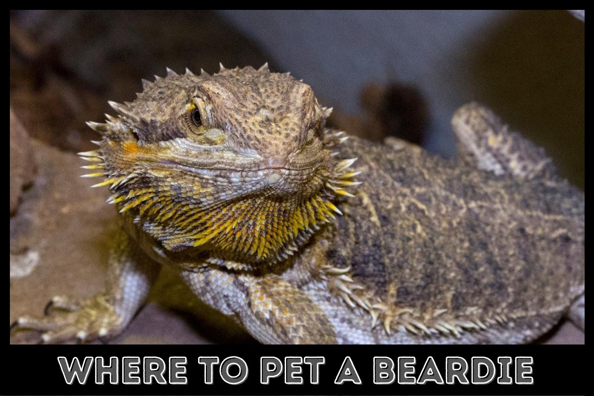 where to pet a beardie