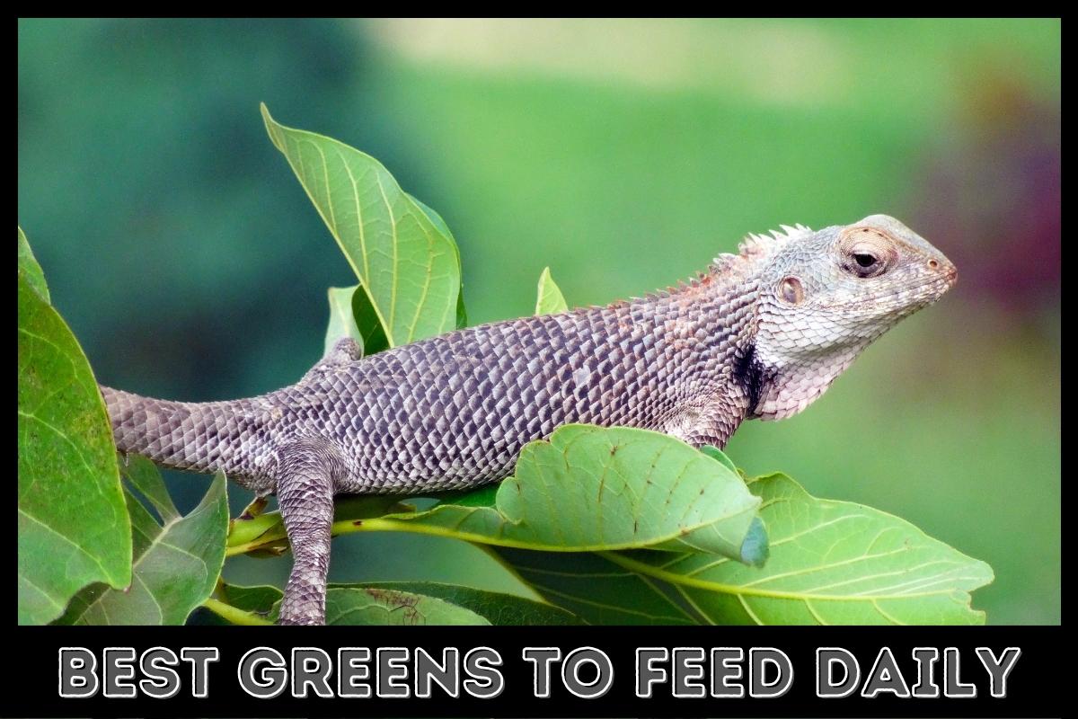 best greens to feed daily