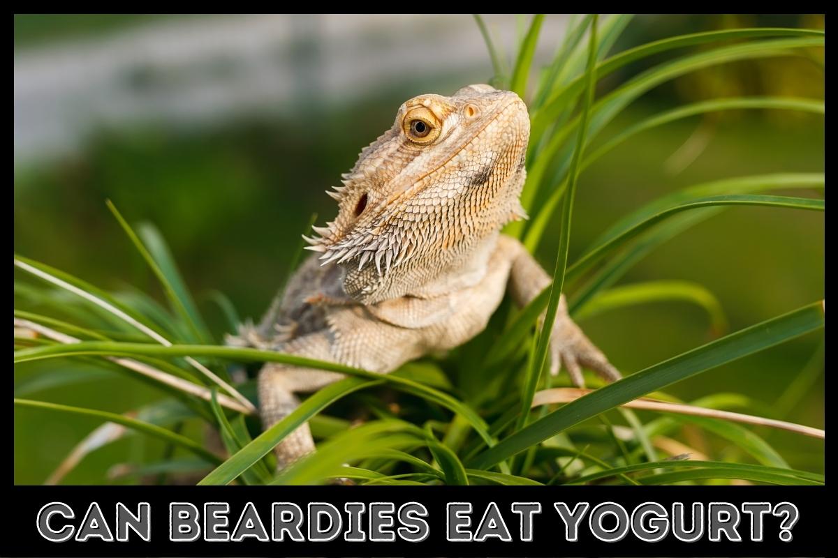 can beardies eat yogurt