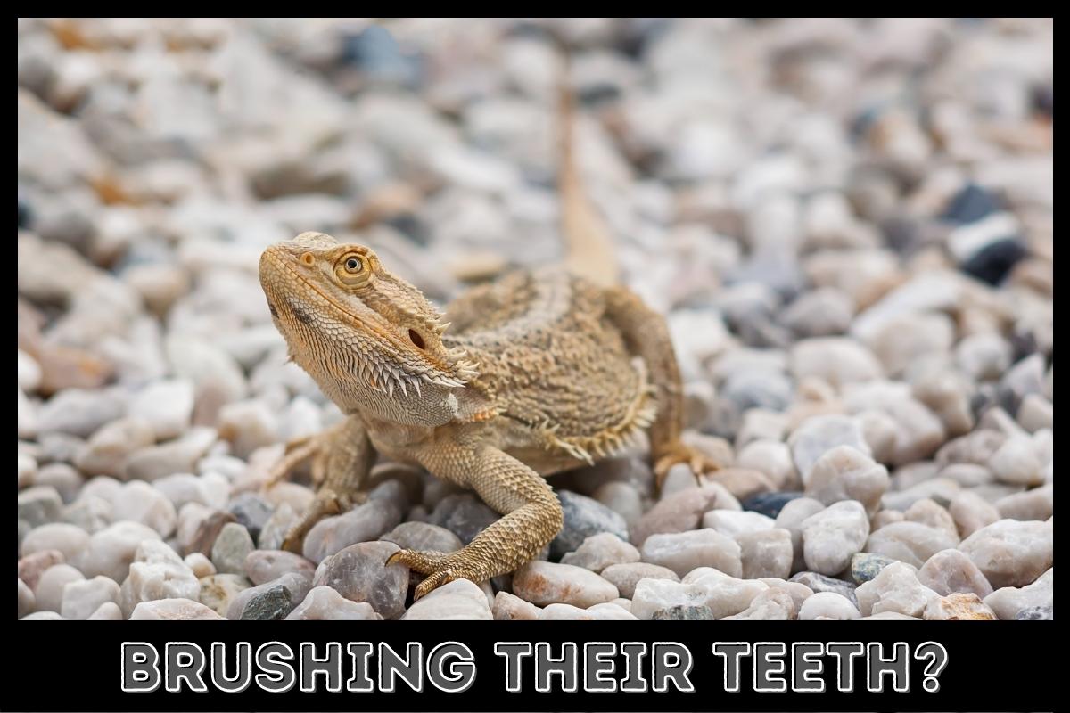 brushing their teeth