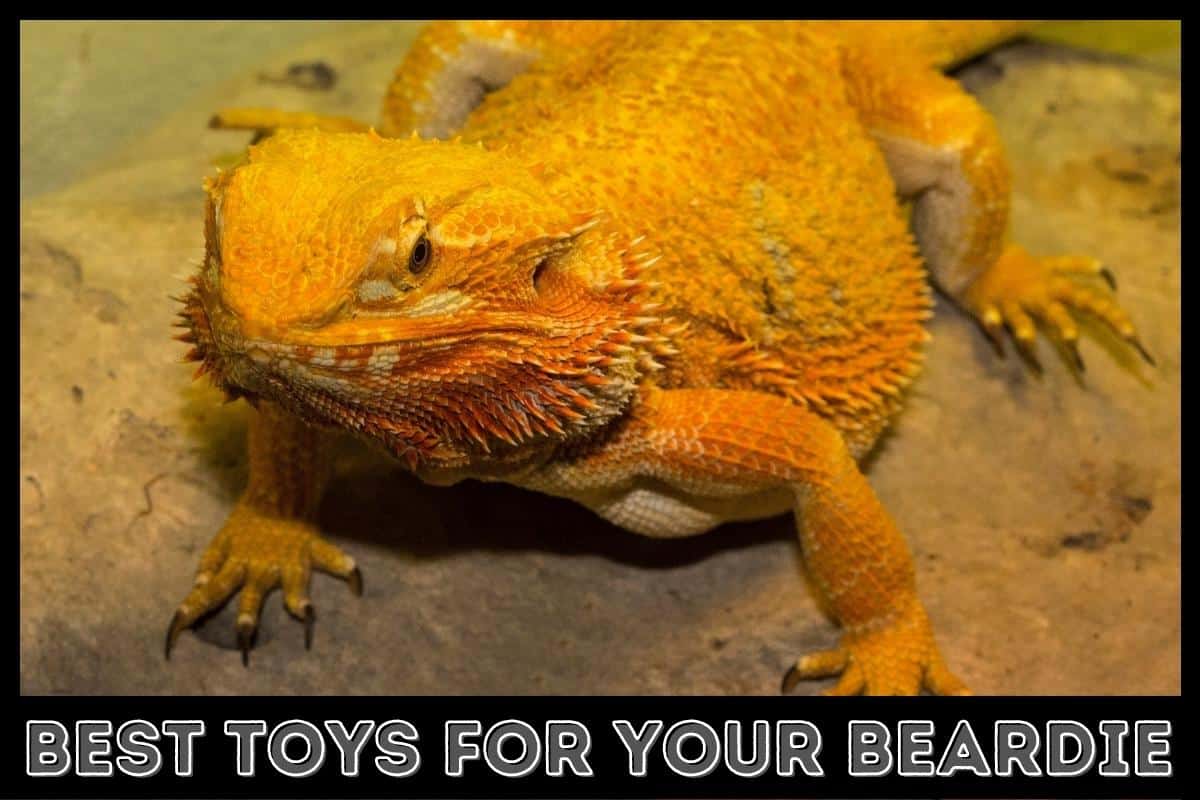 best toys for your bearded dragon