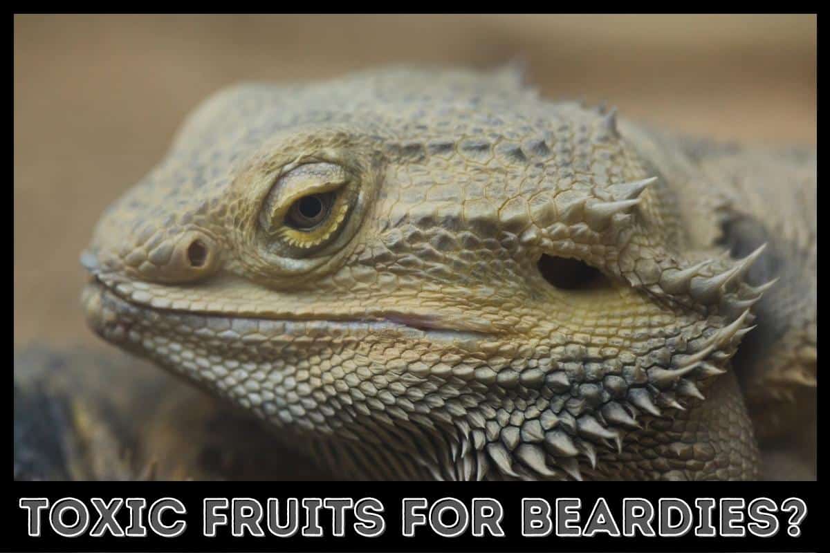 toxic fruits for your beardies