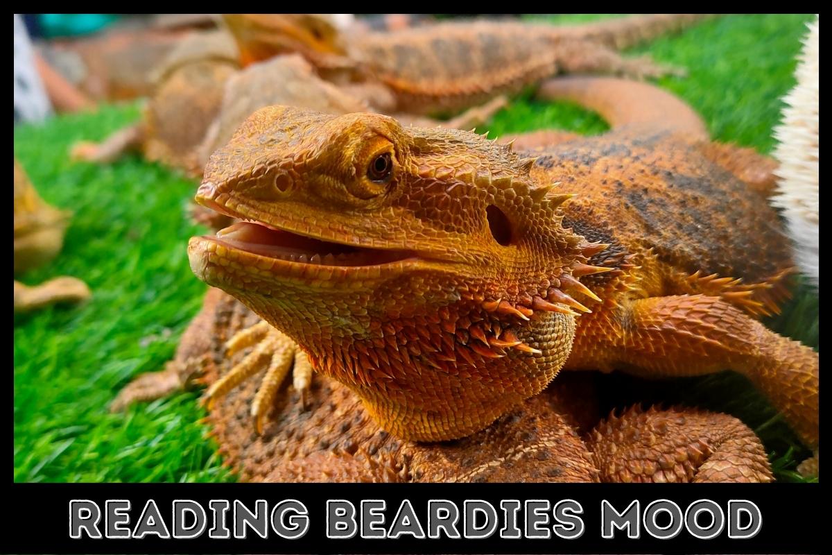reading beardies mood