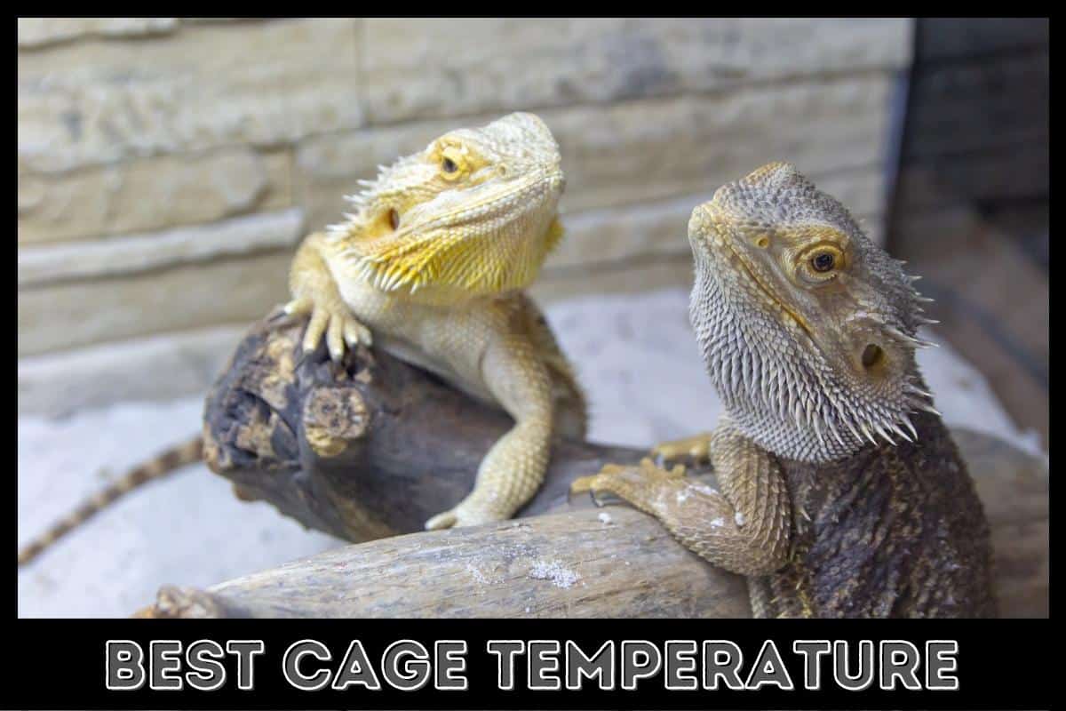 best cage temperature