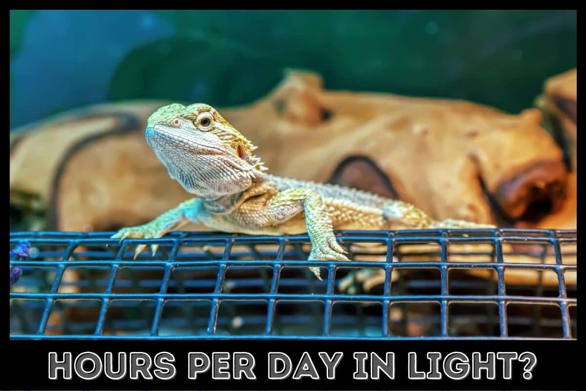 hours per day in light