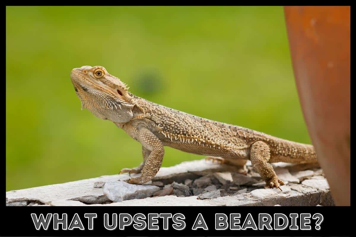 what upsets a beardie