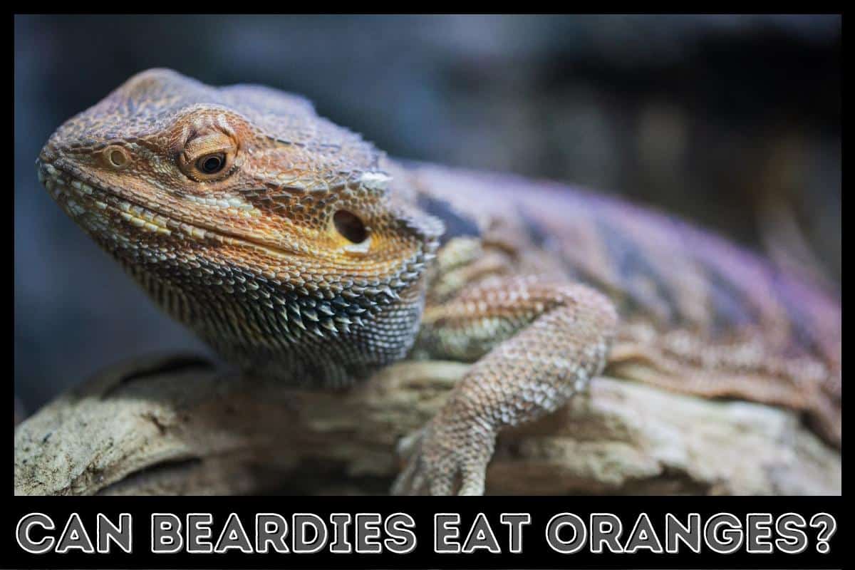 can beardies eat oranges