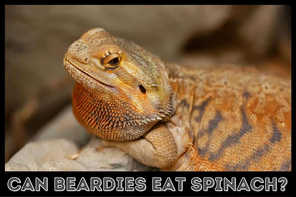 can beardies eat spinach