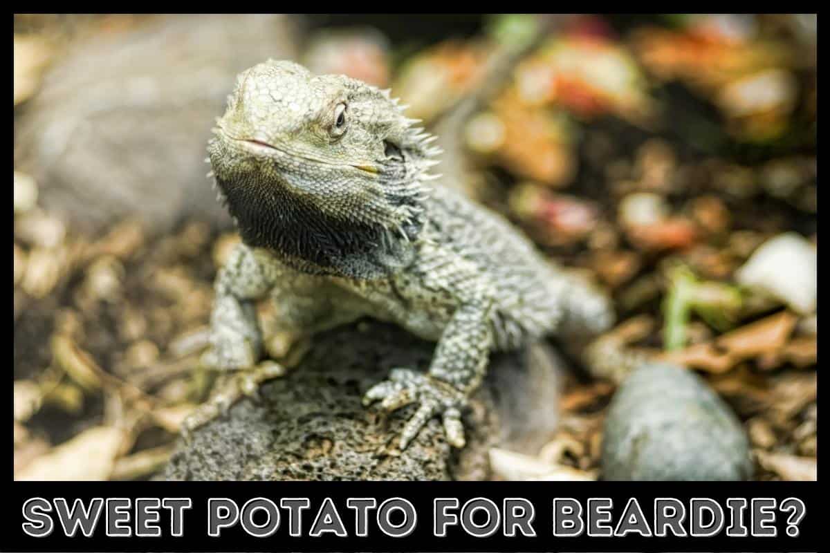sweet potato for beardie