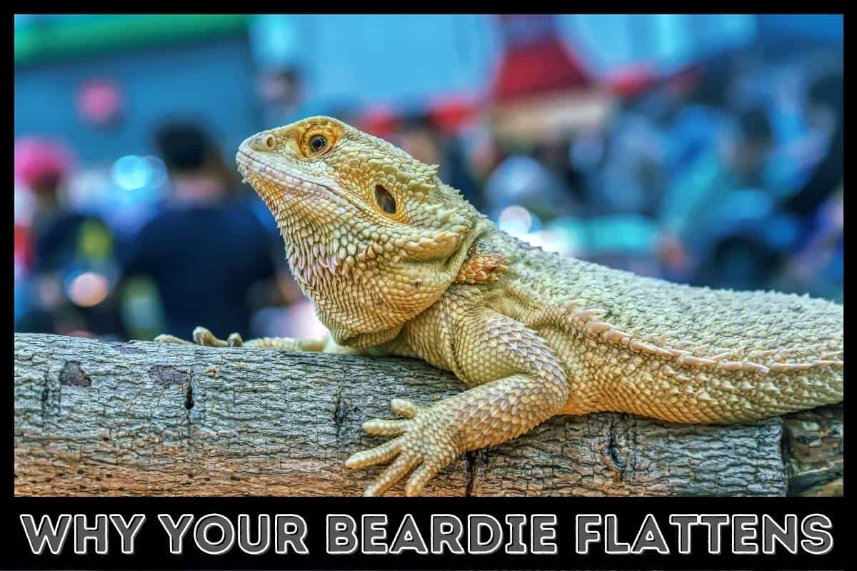 why your beardie flattens