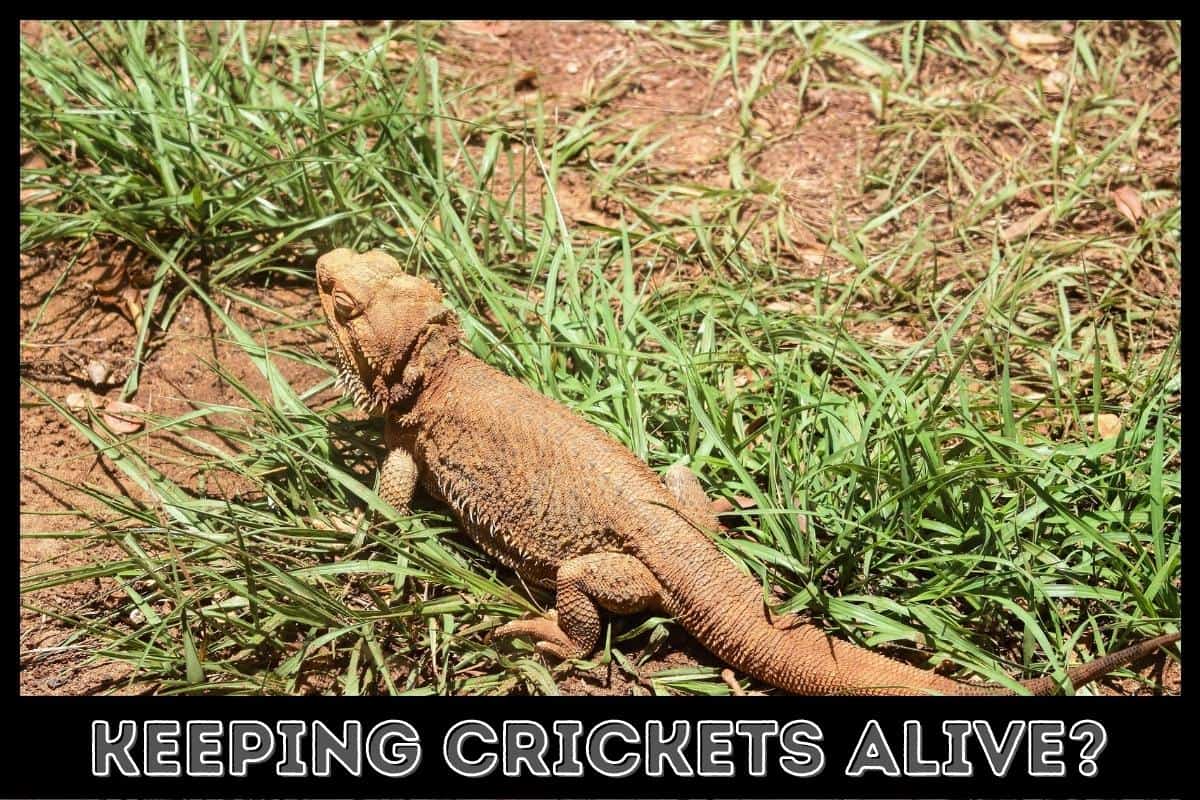 keeping crickets alive