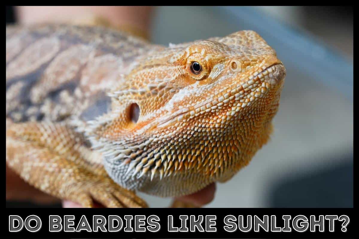 do beardies like sunlight