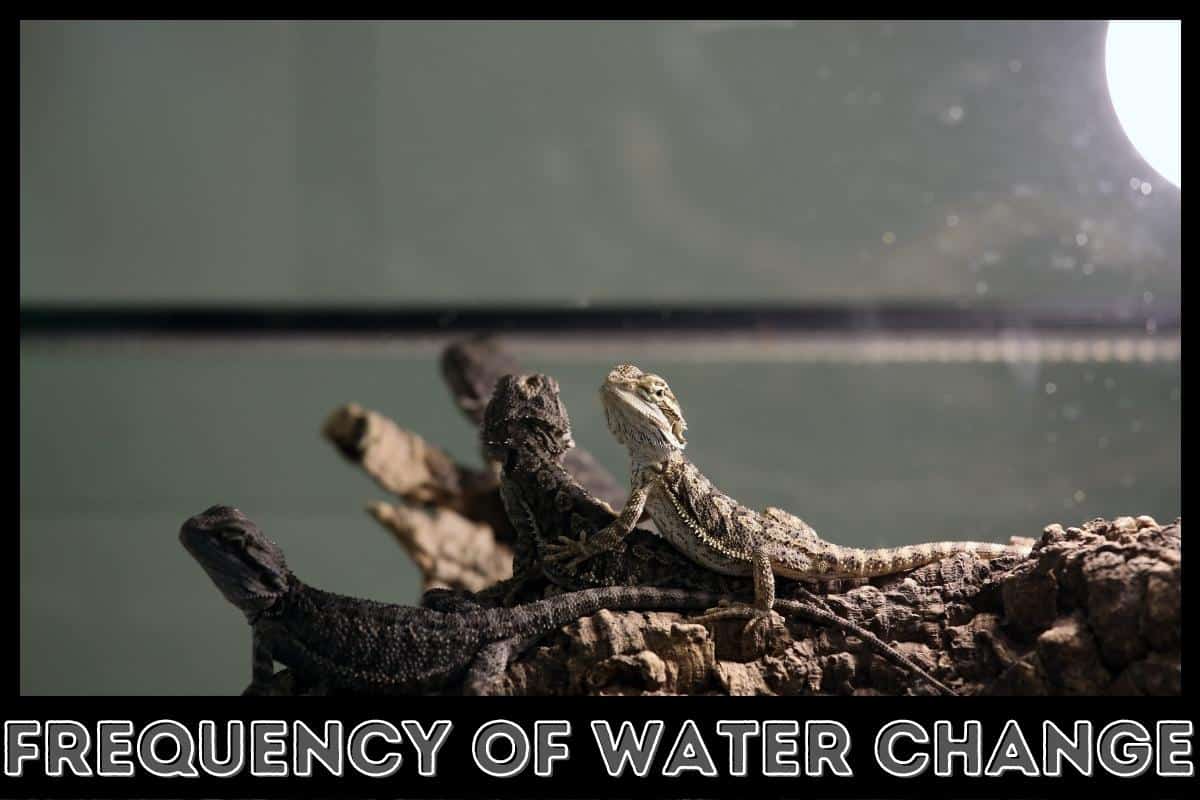 frequency of water change