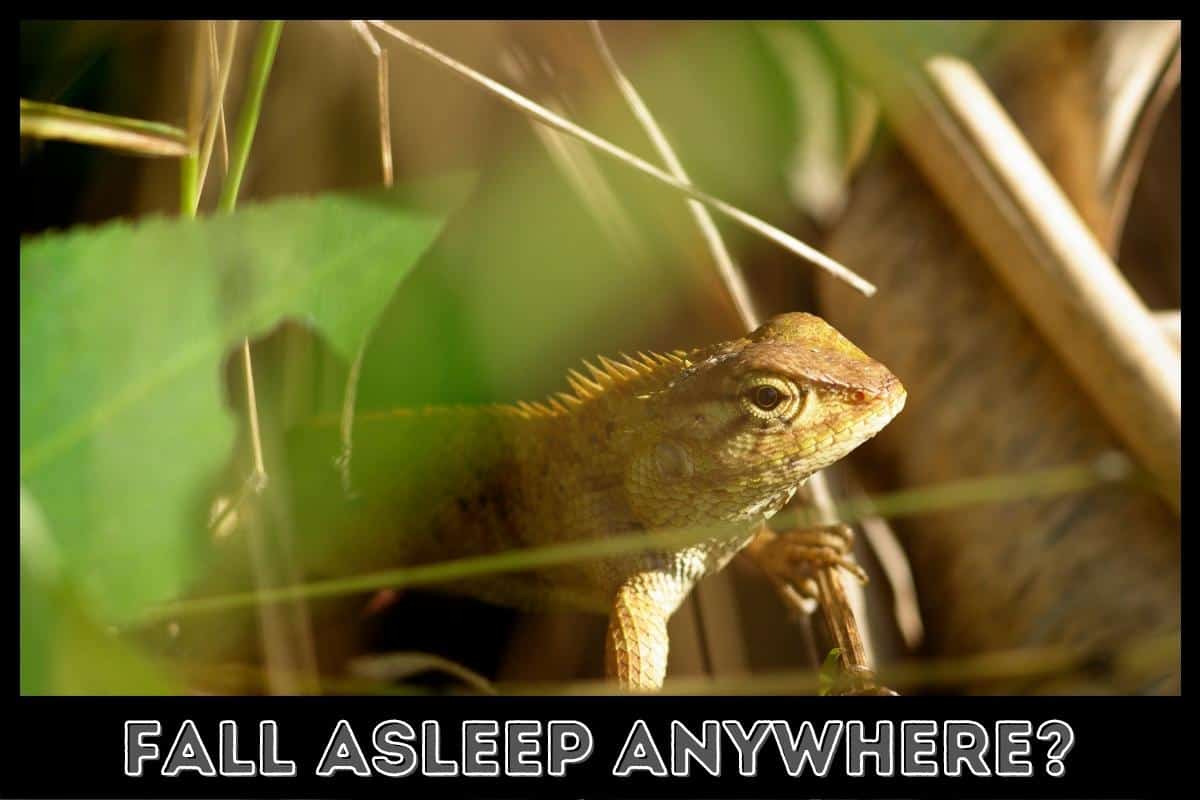 fall asleep anywhere