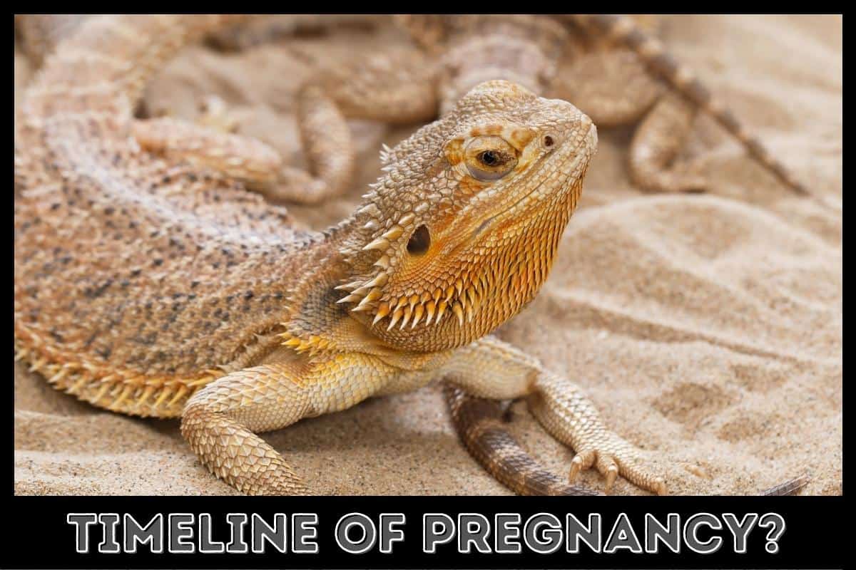 timeline of pregnancy