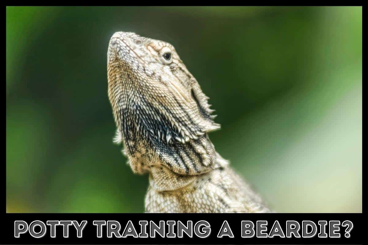 potty training a beardie