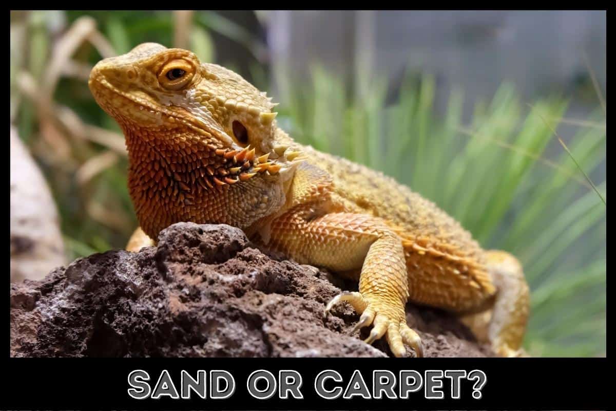 sand or carpet