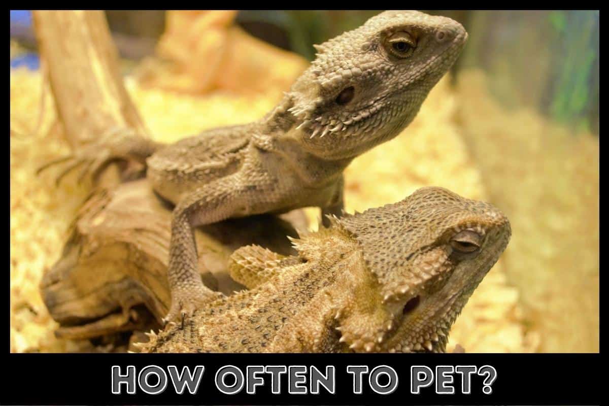 how often to pet
