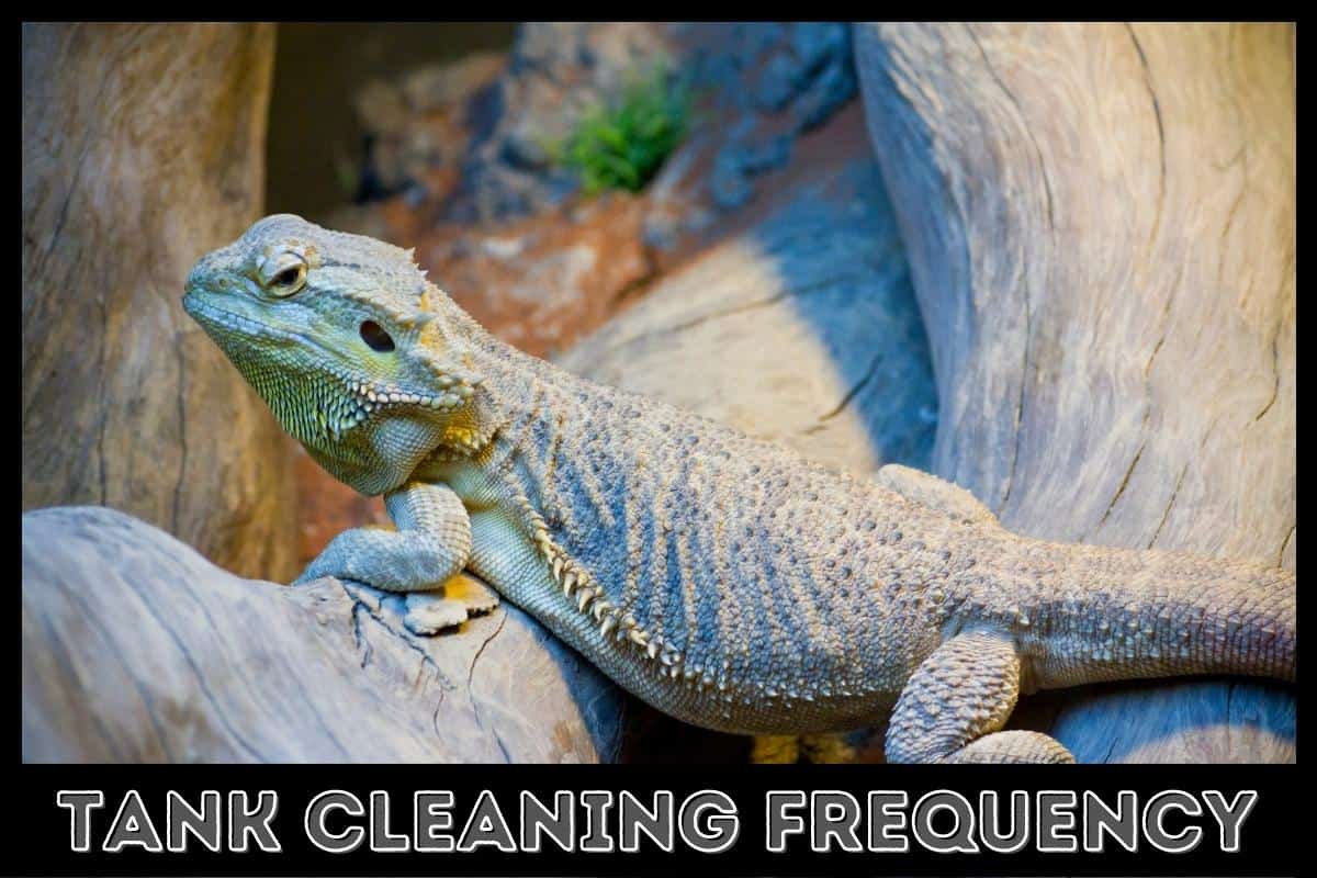 tank cleaning frequency