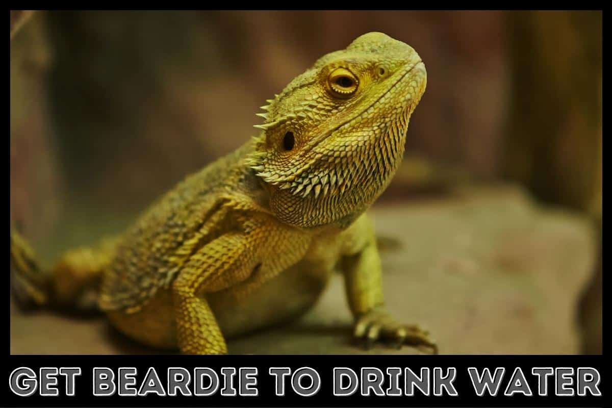 get beardie to drink water