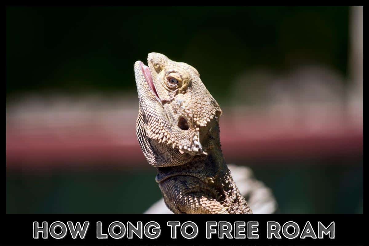 how long to free roam
