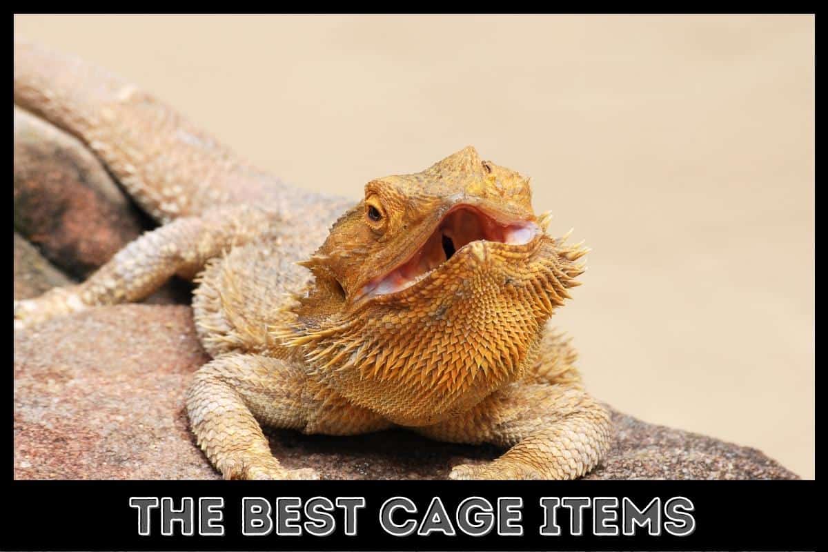 the best cage items