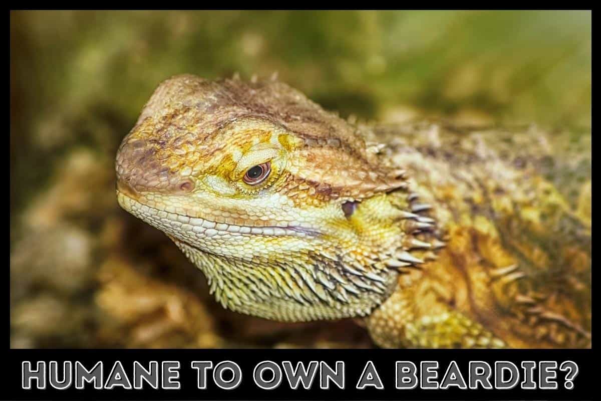humane to own a beardie