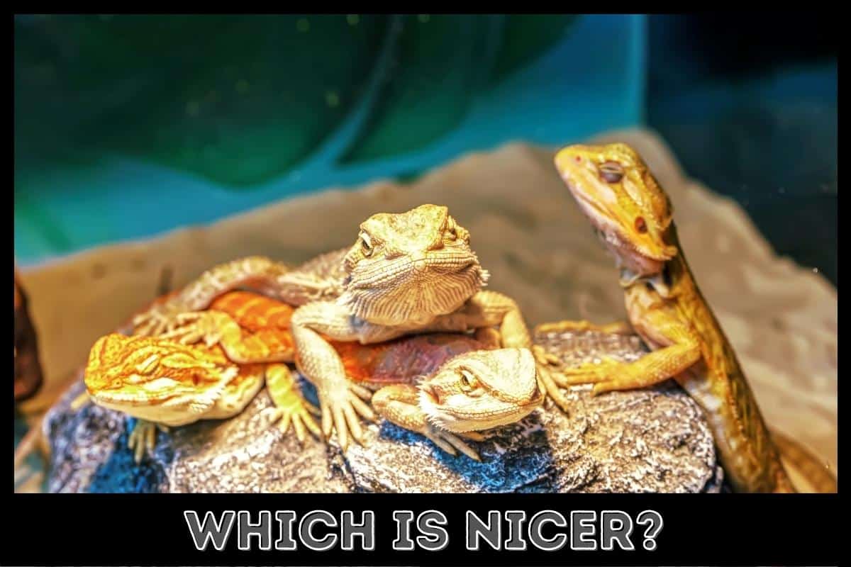 Are Female Bearded Dragons Nicer Than Males? [Different Behavior]