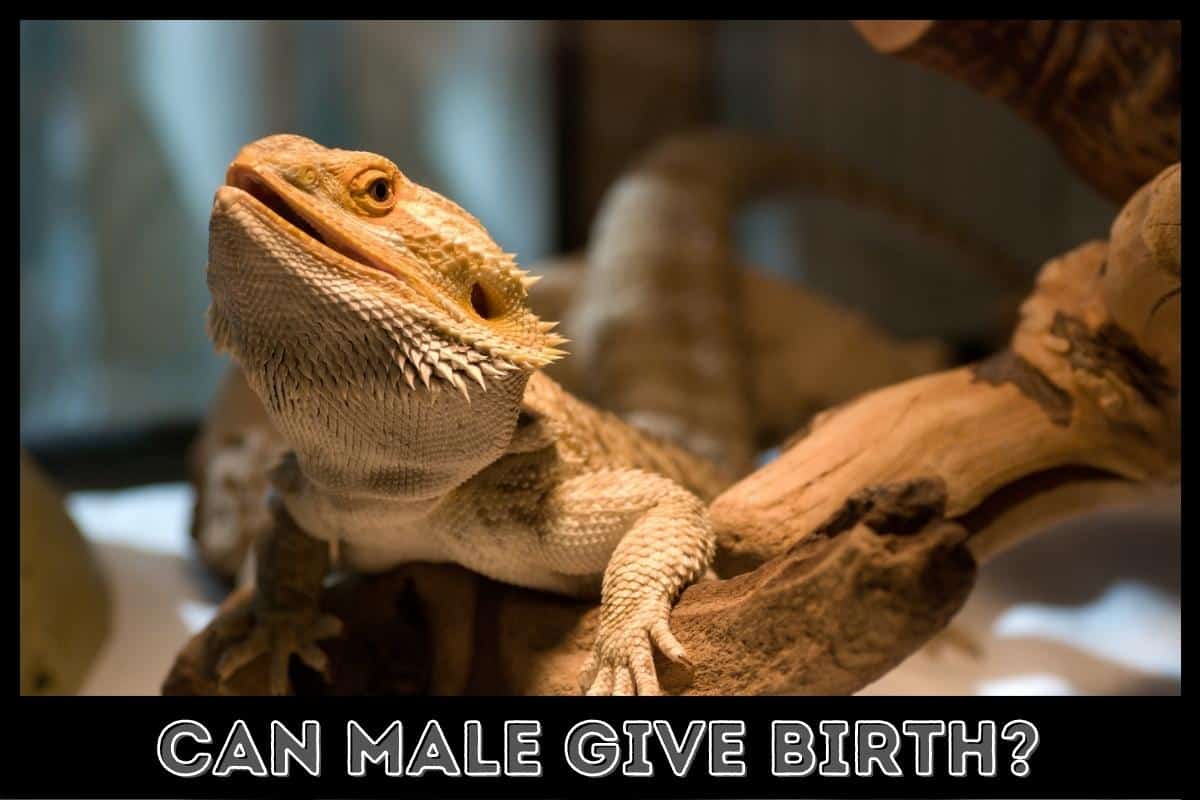 Can Male Bearded Dragons Give Birth? [Anatomy Of Male Beardies]