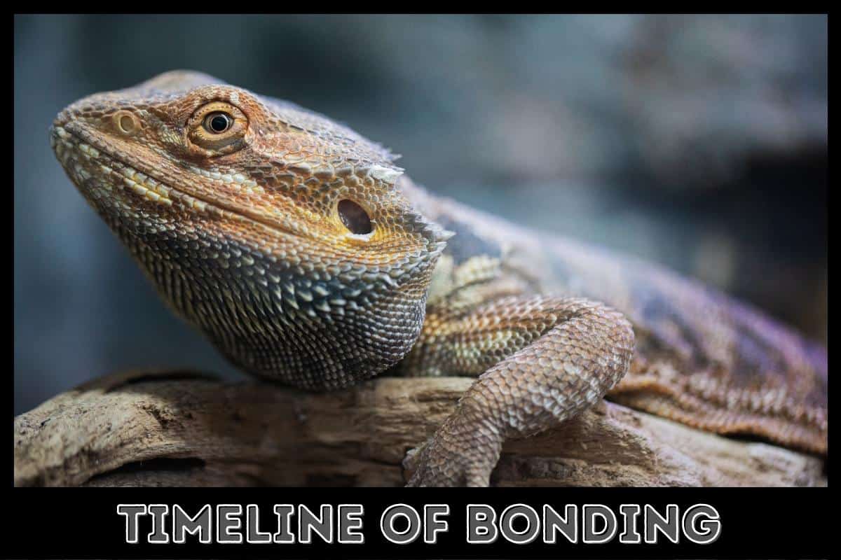 timeline of bonding