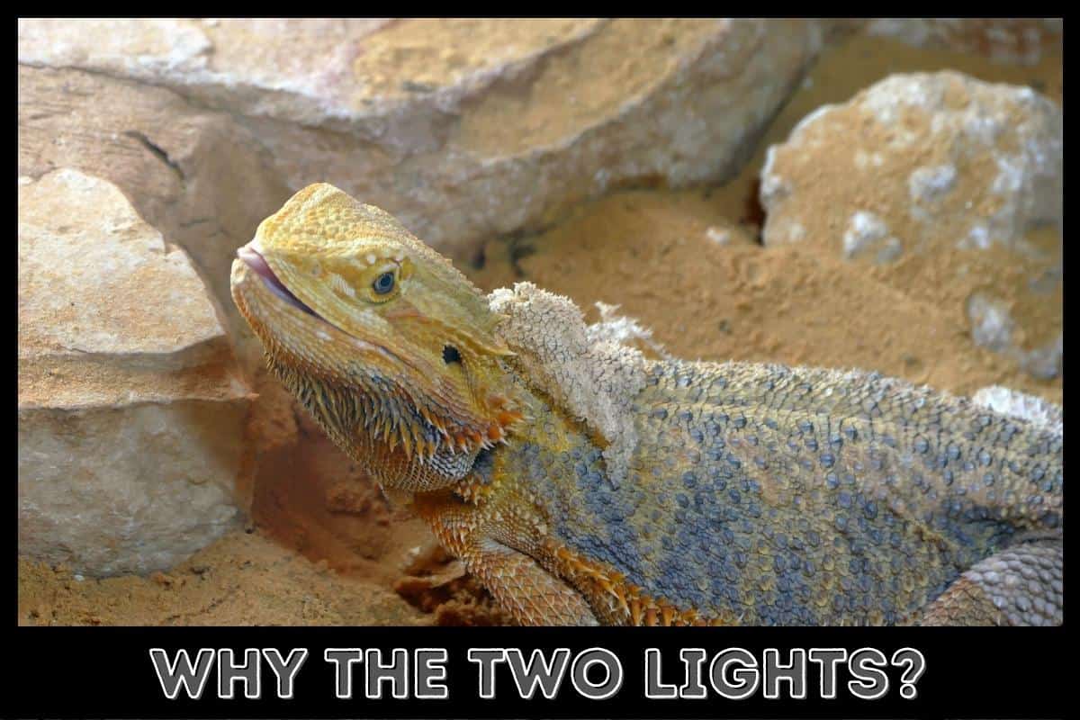 What Are the Two Lights on A Bearded Dragon For?