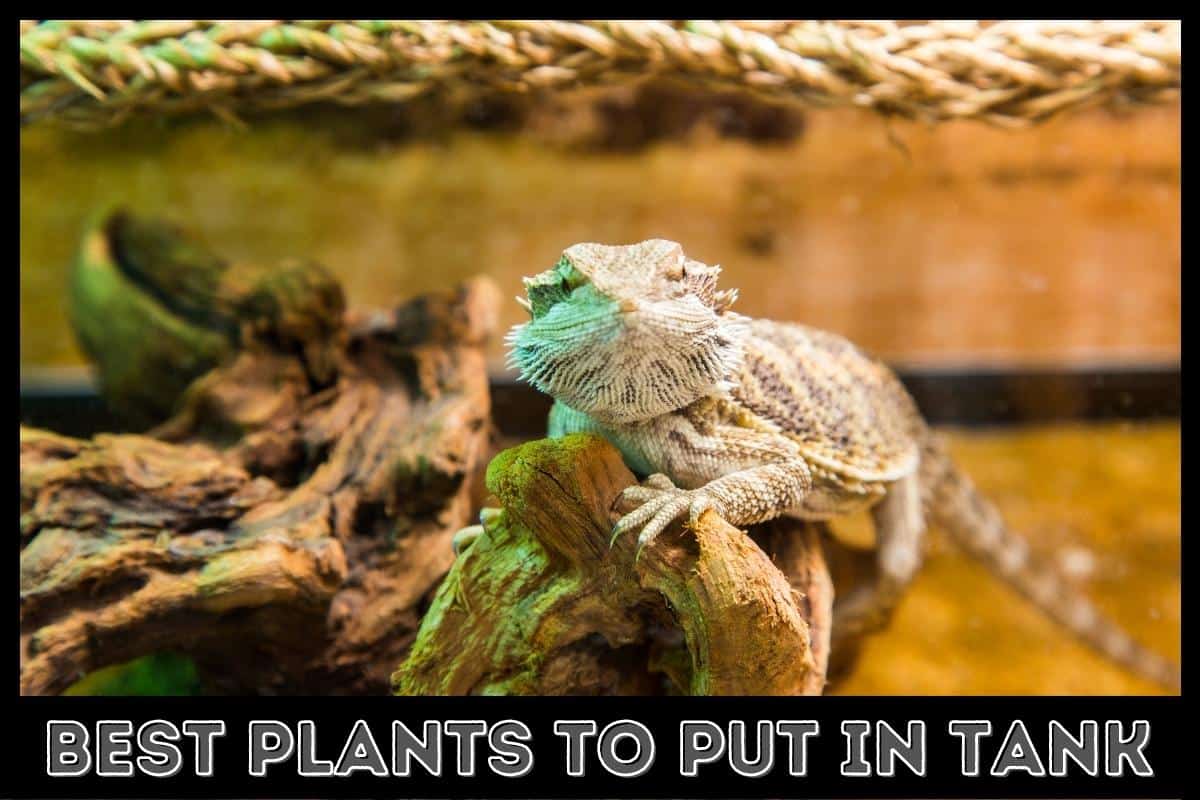 best plants to put in tank
