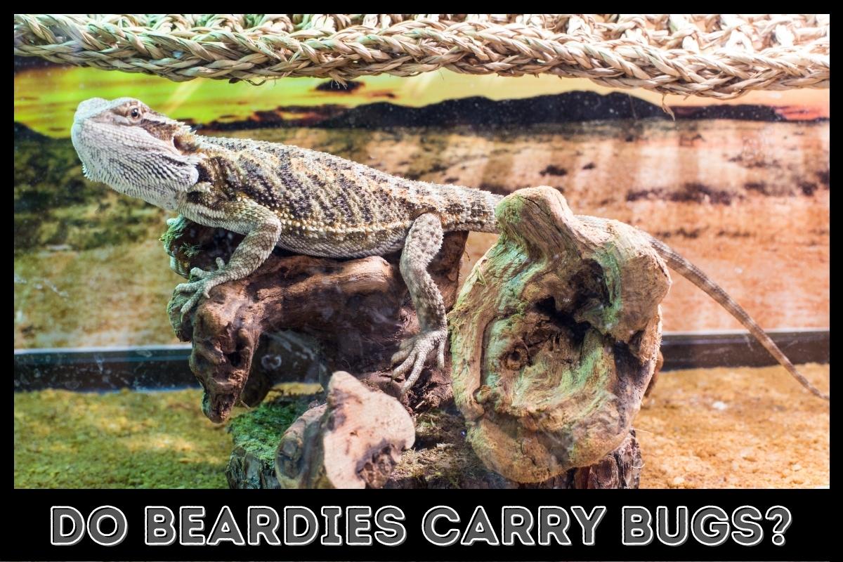 do beardies carry bugs