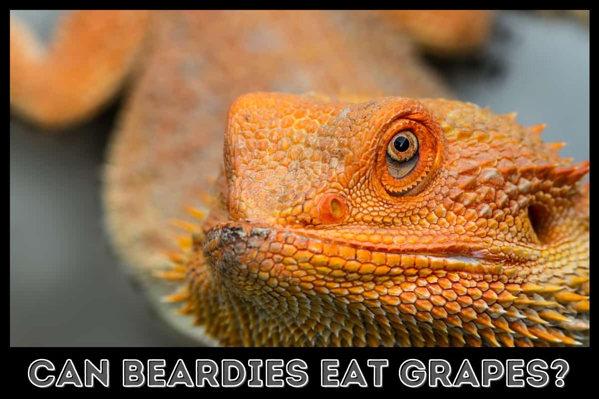 close of of bearded dragon