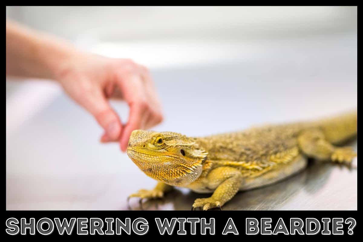 yellow bearded dragon with owner