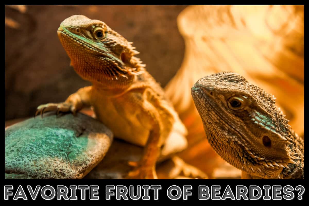 two beardies waiting to be fed