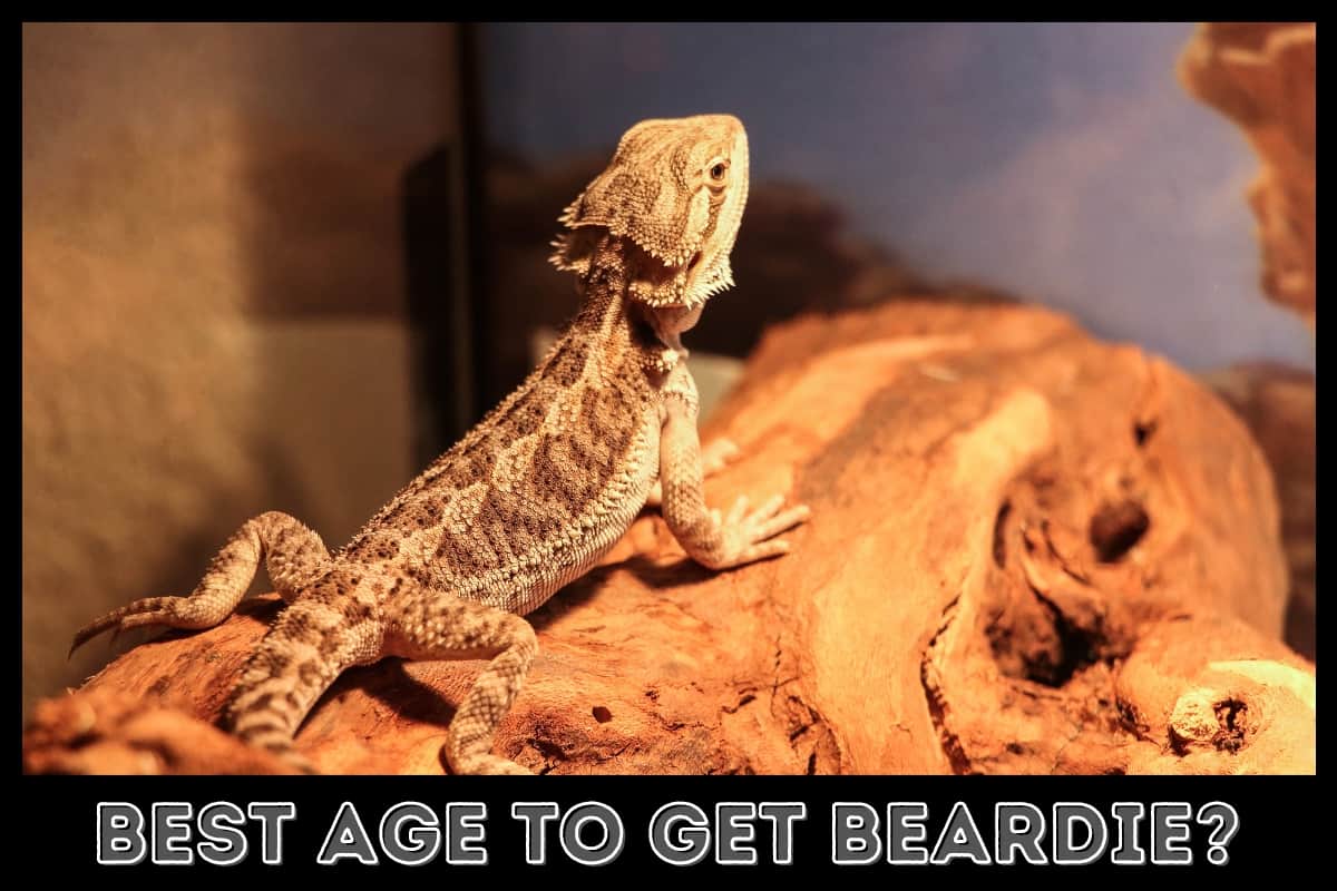 new bearded dragon at home