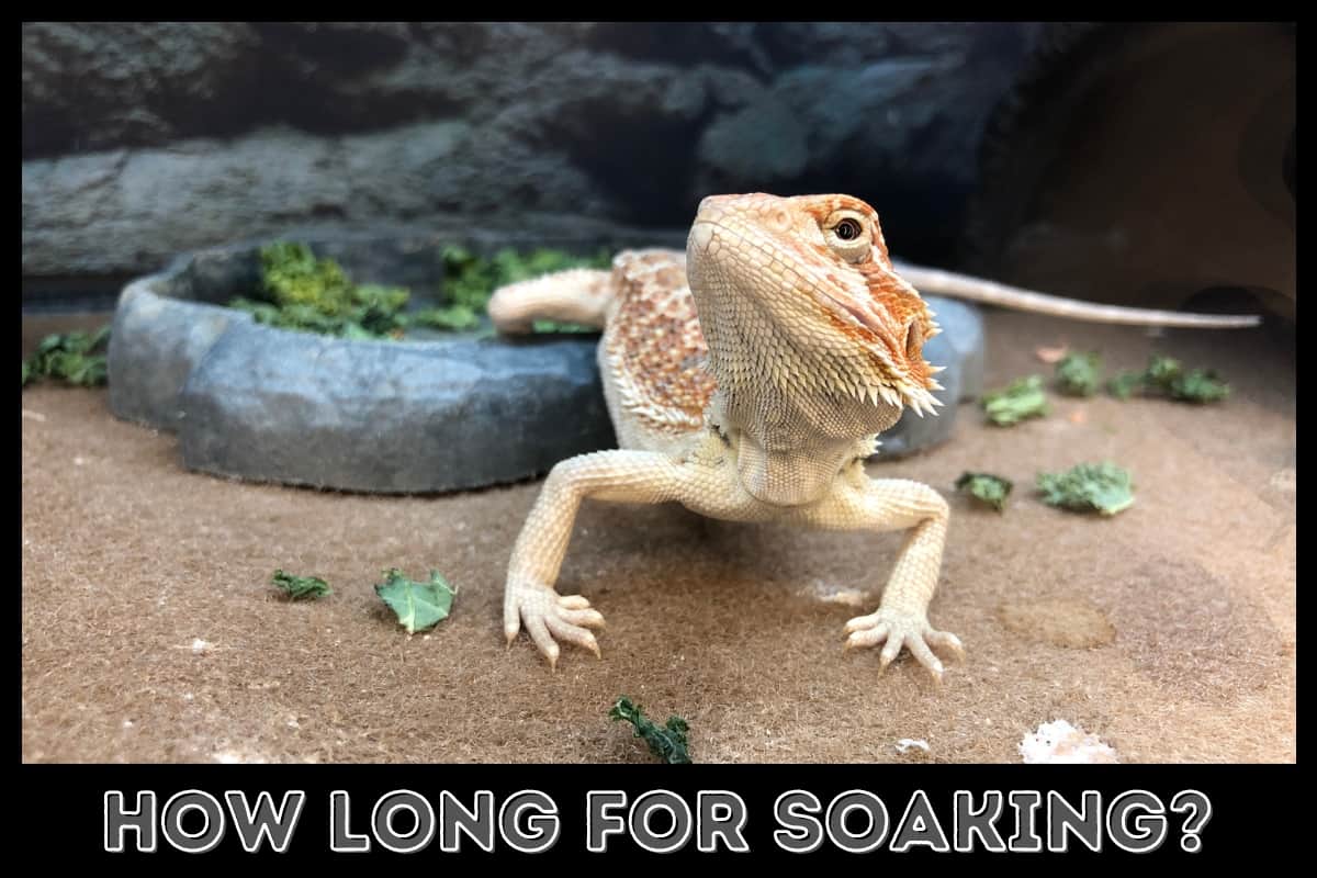 cute bearded dragon looking at owner