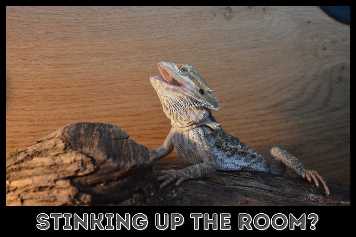 bearded dragon with mouth open