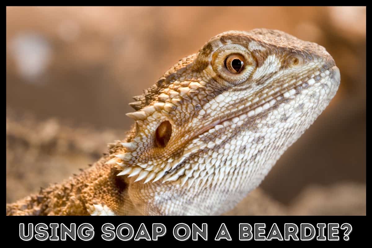 bearded dragon with a long neck